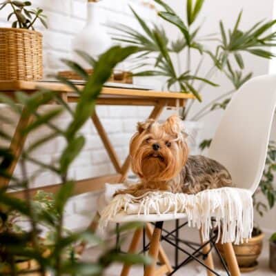 Deze planten gaan goed samen met huisdieren